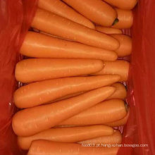Boa qualidade da cenoura fresca chinesa da fábrica